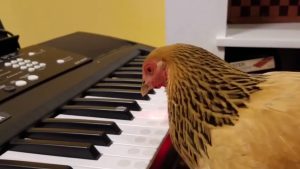 chicken on a piano